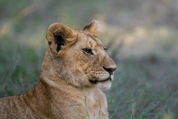 Obraz premium Young Lion Cub Resting in Grassland Habitat Close-Up