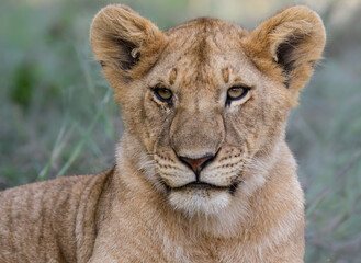 Fototapeta premium Lion Cub in Grassland Habitat, Closeup Portrait