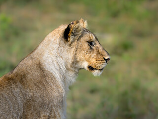 Female Lion in Profile Against Savanna Background