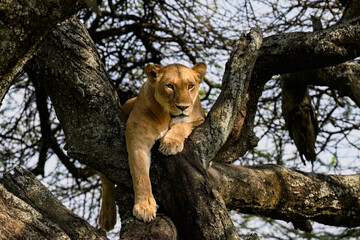 Female Lion Resting in Tree Branches in African Savannah