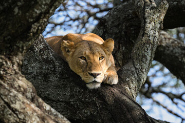 Female Lion Resting in Tree Branches in African Savannah