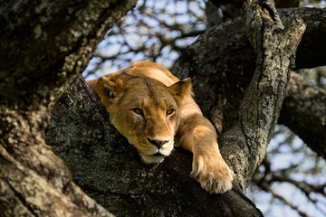 Female Lion Resting in Tree Branches in African Savannah