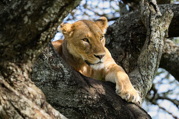 Female Lion Resting in Tree Branches in African Savannah