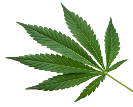 A single cannabis leaf with seven points isolated against a plain black background in a studio shot