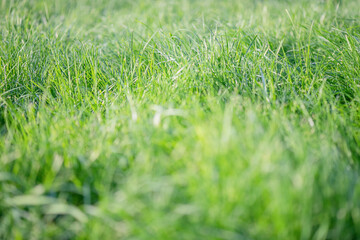 Green grass thin focus part and defocus part.