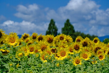 夏空とひまわり畑