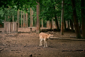 Wild male deer (spotted) with young antlers. In its natural habitat, observing wildlife. Photo 2