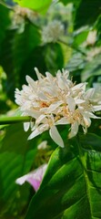 coffee flower