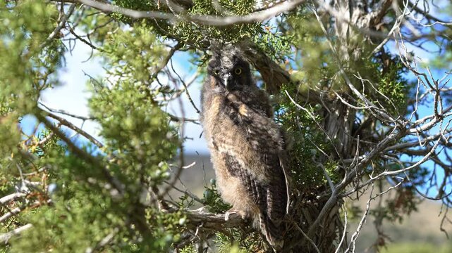 Long-eared Owl fledgling sitting in a bush in the Utah wilderness.