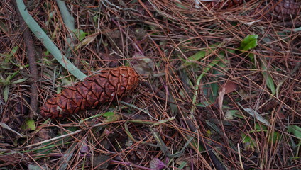 pinecones that fall to the ground