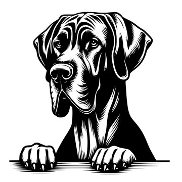 Great Dane Peeking Dog Vector Illustration Isolated on White