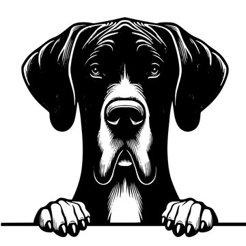 Great Dane Peeking Dog Vector Illustration Isolated on White