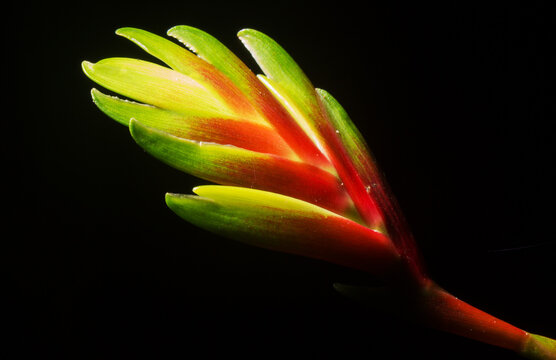 Flor da brom&eacute;lia, planta nativa das florestas tropicais Brasileiras. 