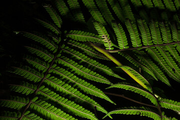 Folha de samambaia, planta ornamental encontrada na Mata Atl&acirc;ntica Brasileira. 