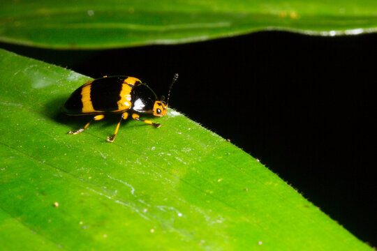 Besouro de cor amarela e preta pousado sobre folha verde de planta nativa da Mata Atl&acirc;ntica Brasileira. 