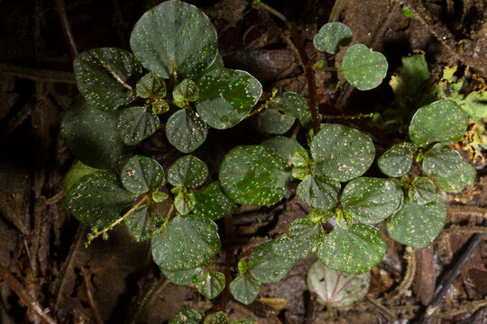 Folhas, pend&otilde;es e brotos  de plantas nativas da Mata Atl&acirc;ntica Brasileira. 
