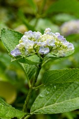 鎌倉2505　成就院3　紫陽花