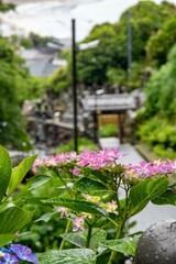 鎌倉2505　成就院1　紫陽花