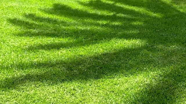 Shadow of palm tree leaves on a green grass in the park at sunny day.Summer, vacation,relax concept with copy space.Tropical background for design,4K