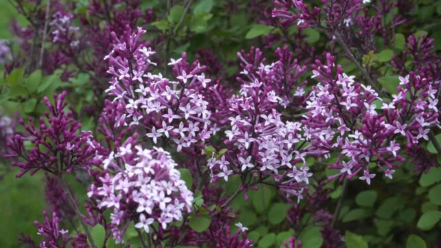 Vibrant 'Red Pixie' lilac blooms unfold from deep purple buds into soft pink star-shaped flowers, revealing every stage of floral development on compact stems.