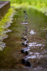 鎌倉2505　雨の英勝寺3