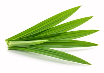 Fototapeta premium Fresh Pandan Leaves Aromatic Culinary Herb for Asian Cuisine