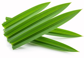 Vibrant Green Pandan Leaves Fresh, Aromatic, and Ready for Culinary Use