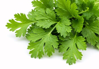 Fototapeta premium Fresh Cilantro Vibrant Green Herb, Culinary Uses & Health Benefits
