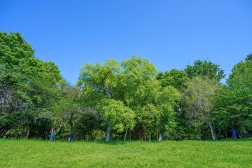 青空バックに見る新緑の若葉の情景