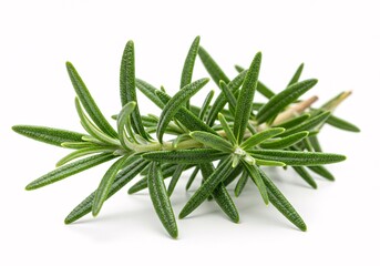 Fototapeta premium Fresh Rosemary Sprig Aromatic Herb for Cooking and Herbal Remedies