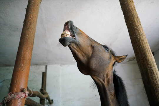 Brown horse in the stable showing teeth. 