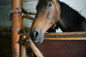 Brown horse in the stable. Close up. 