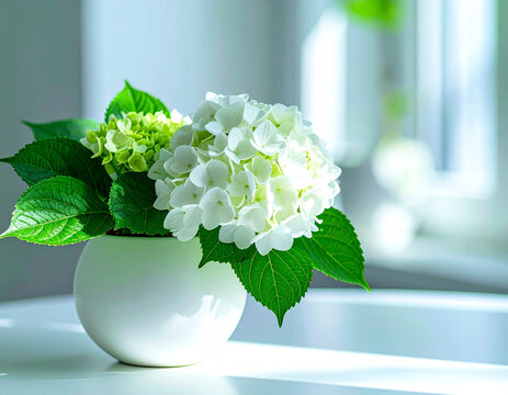 White Hydrangea flowers in white ceramic vase