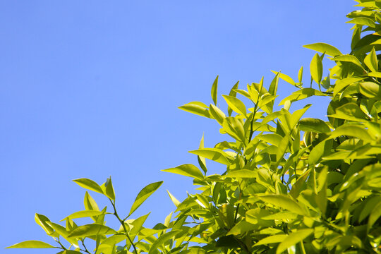 Green leaves of orange tree with blue sky