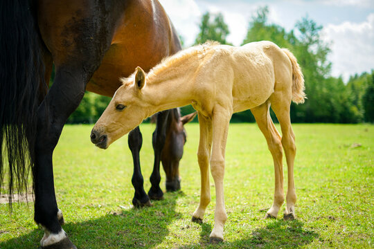 Cute small isabelle horse on the meadow. 