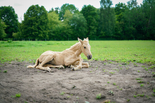 Cute small beige isabelle horse on the meadow.  - Powered by Adobe