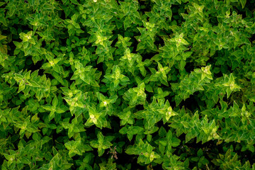 Crassula plant in a garden setting displaying an almost hallucinogenic pattern 