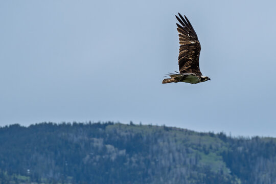 Solitary Osprey flying over the Colorado Mountains