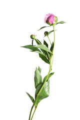 Peony plant with buds and leaves isolated on white