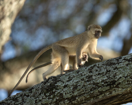 Black faced monkey with her baby climbing up a tree - Powered by Adobe