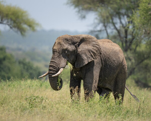 Obraz premium African elephant eating grass in the brush of Africa