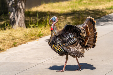 Wild turkey (Meleagris gallopavo) walking in a park.