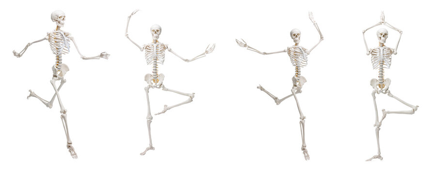 Artificial human skeleton model in different poses isolated on white, set