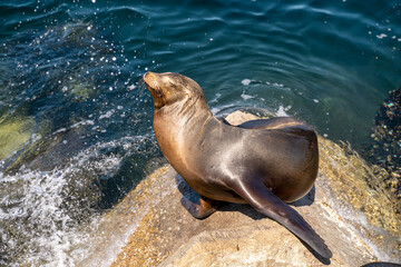 Wild Sea Lion Sitting on Coastal Rock in Natural Habitat