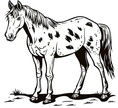 Appaloosa horse with spots isolated on transparent background