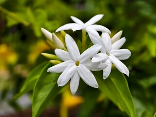 Star jasmine flower (Jasminum multiflorum) in the morning 
