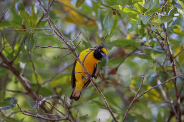Purple-throated Euphonia (Euphonia chlorotica) perched on a branch.