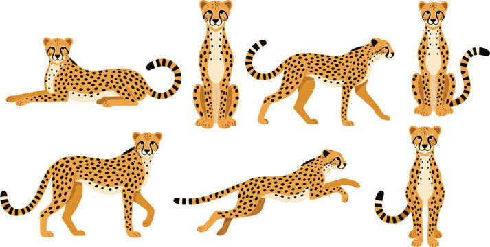 Cheetah collection. Vector illustration of cartoon cheetah in various actions: lies, sitting, standing, walking, and running. Isolated on white