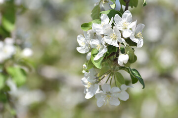 リンゴの花
