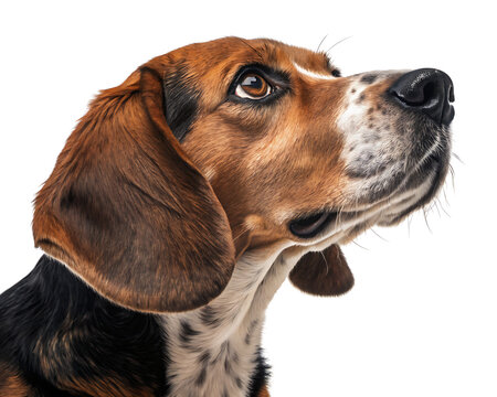 Close up of a beagle dog looking up with brown and black fur against a white background in studio shot